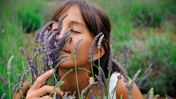 Plantas aromáticas: Las mejores para interior y exterior 