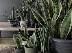 Plantas de interior resistentes