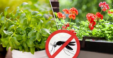 Plantas antimosquitos | 10 plantas para ahuyentar mosquitos