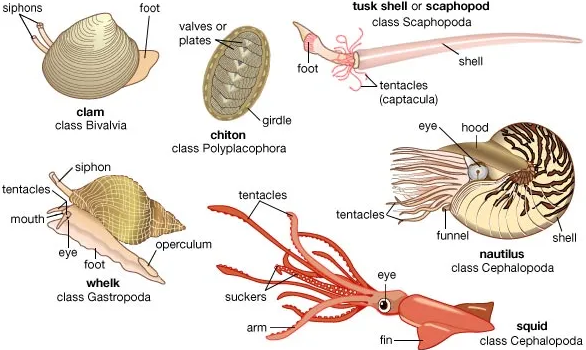 animales invertebrados